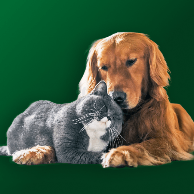 animal health Unwrap 4